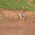 White-crowned Lapwing (image by Diedert Koppenol)