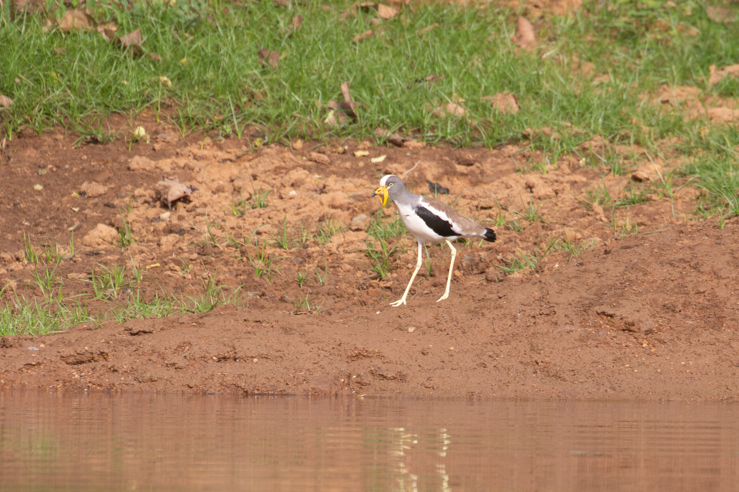 White-crowned Lapwing (image by Diedert Koppenol)
