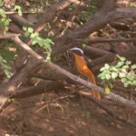 White-crowned Robin-Chat (image by Diedert Koppenol)