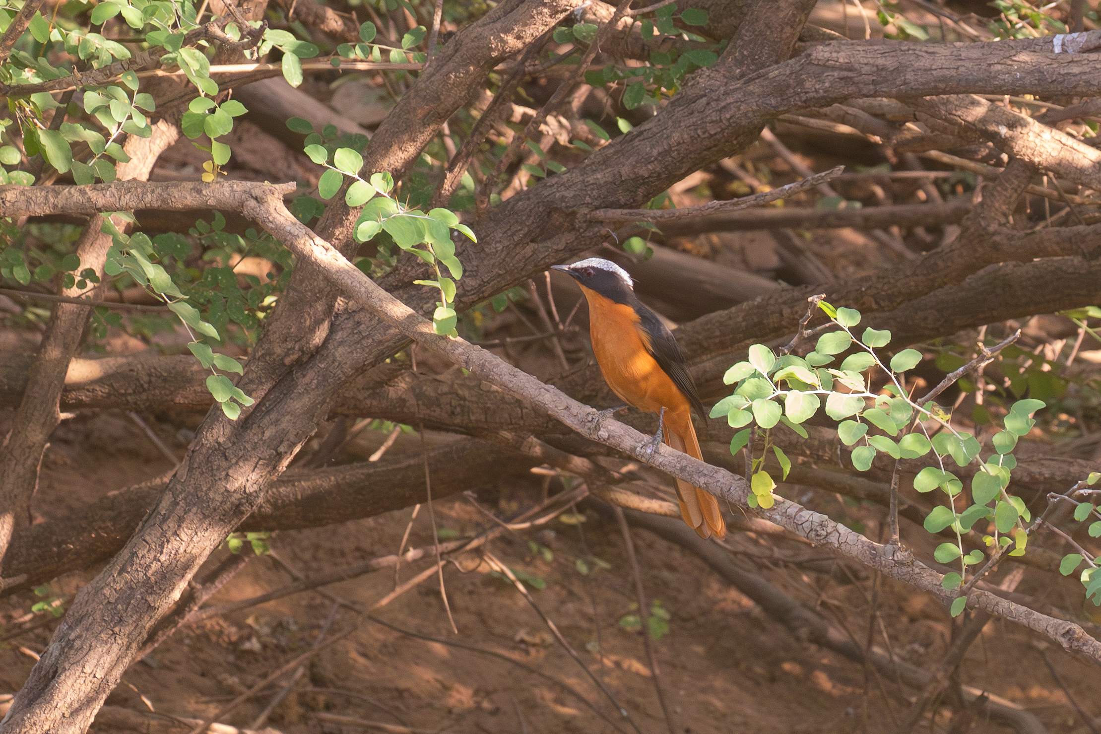 White-crowned Robin-Chat (image by Diedert Koppenol)