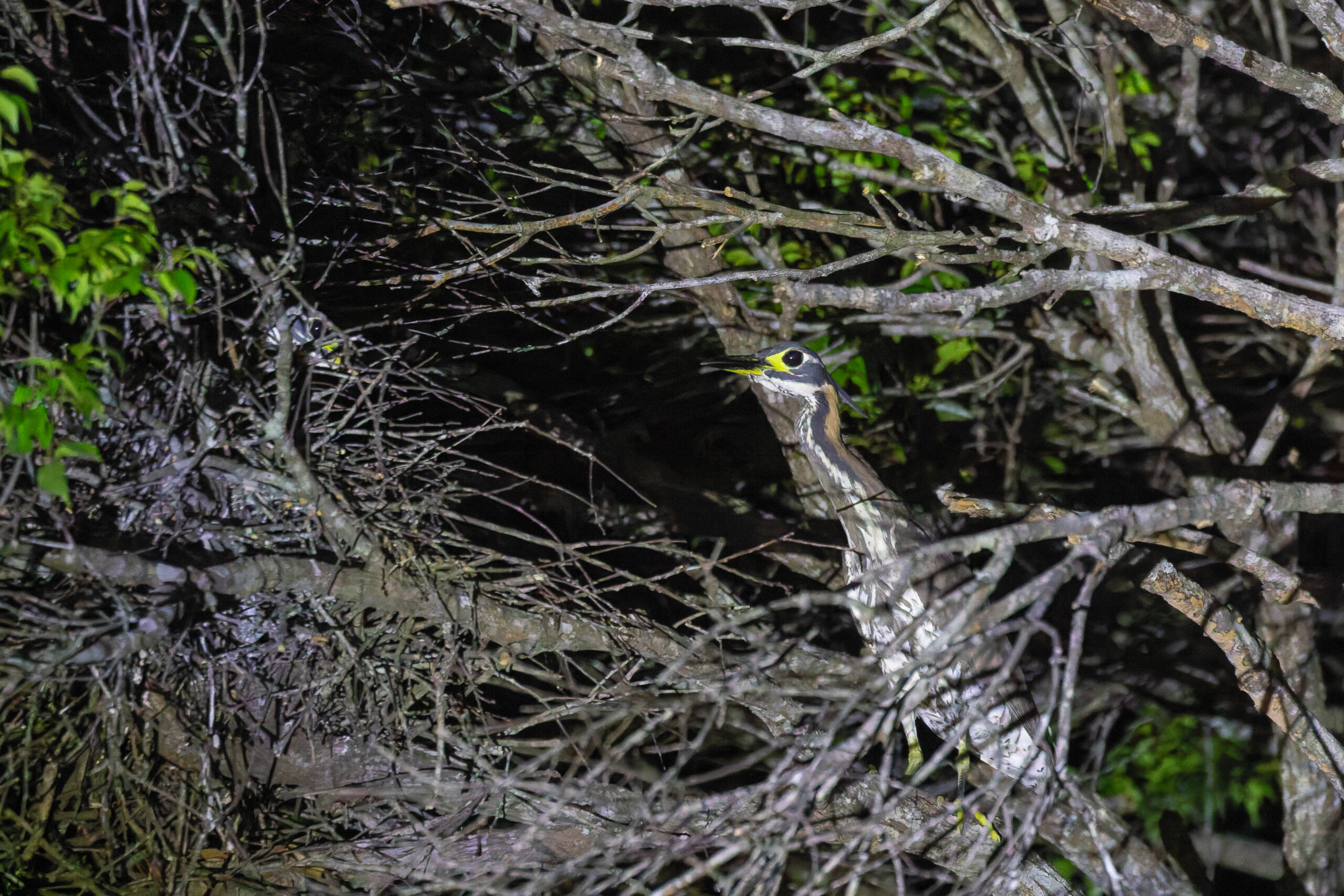 White-eared Night Heron (image by Diedert Koppenol)