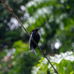 White-eyed Spangled Drongo (image by Dave Farrow)