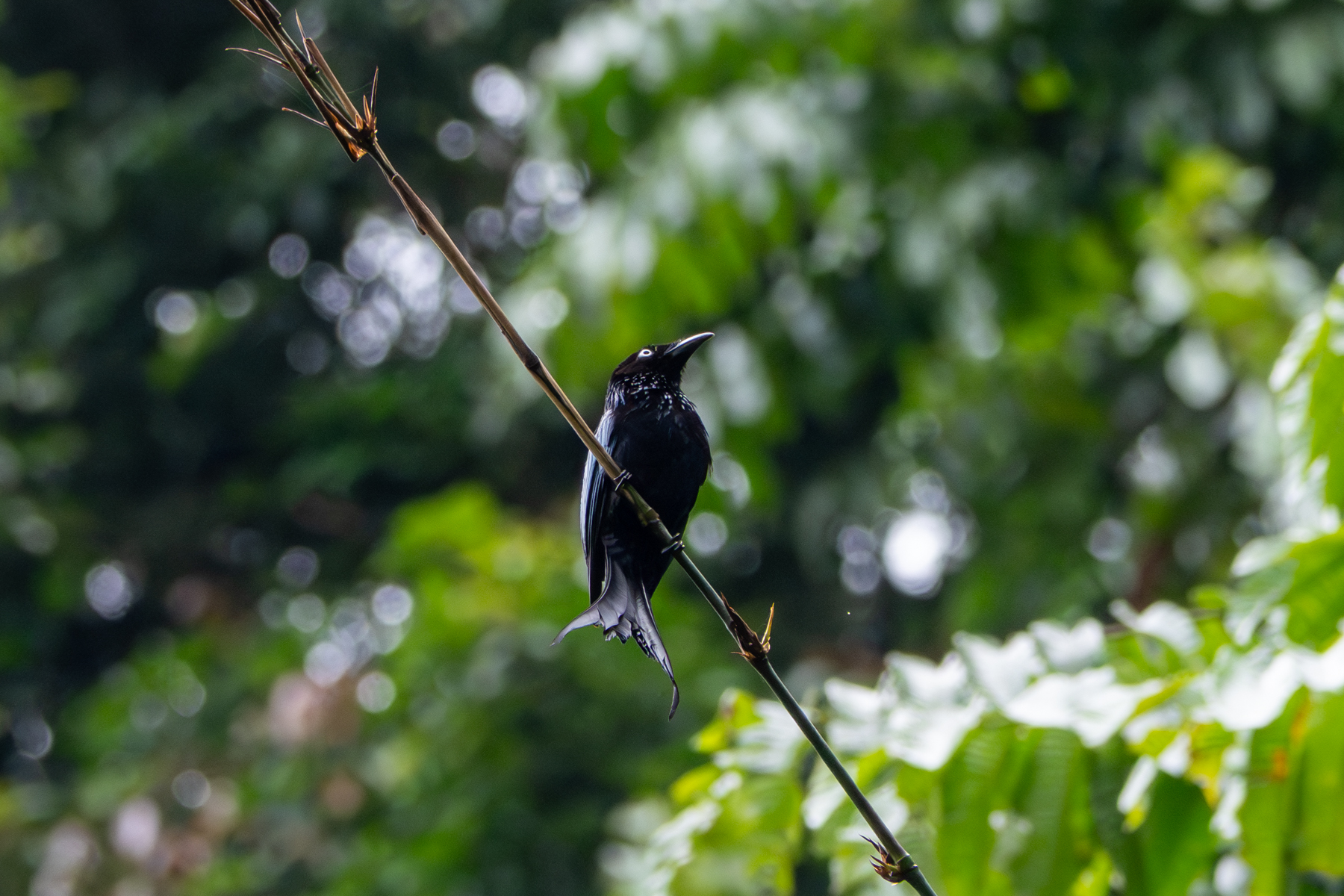 White-eyed Spangled Drongo (image by Dave Farrow)