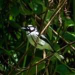 White-naped Monarch (image by Dave Farrow)