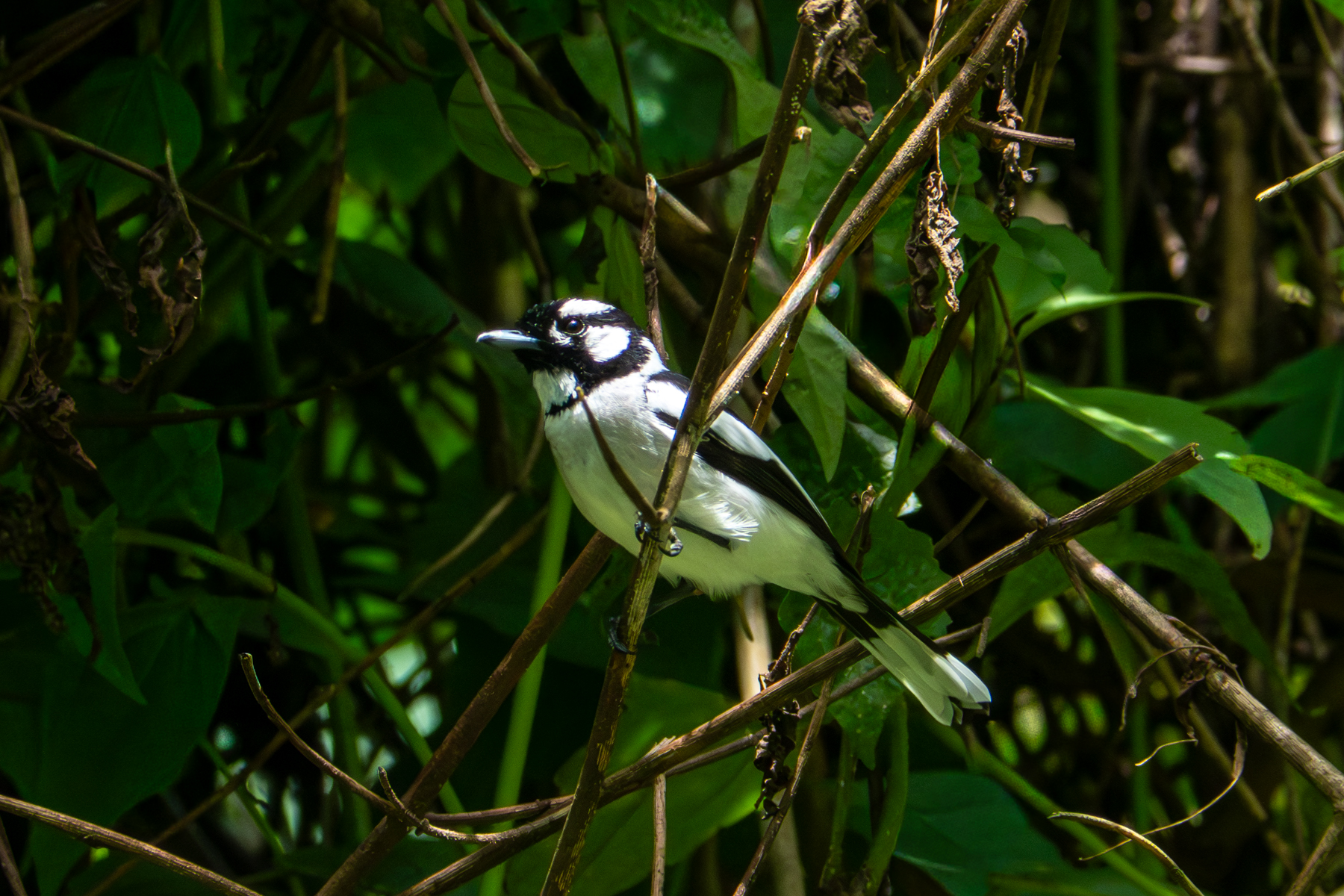 White-naped Monarch (image by Dave Farrow)