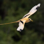 White-tailed Tropicbird ssp fulvus (image by Frederic Pelsy)