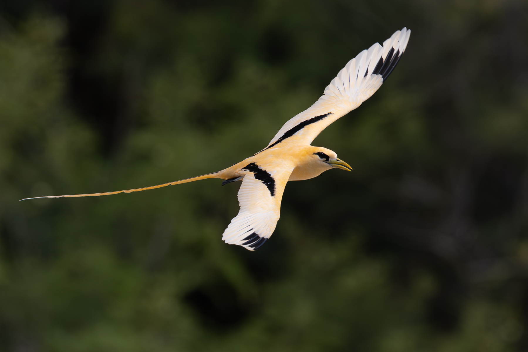 White-tailed Tropicbird ssp fulvus (image by Frederic Pelsy)