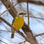 White-throated Gerygone (image by Hannu Jännes)