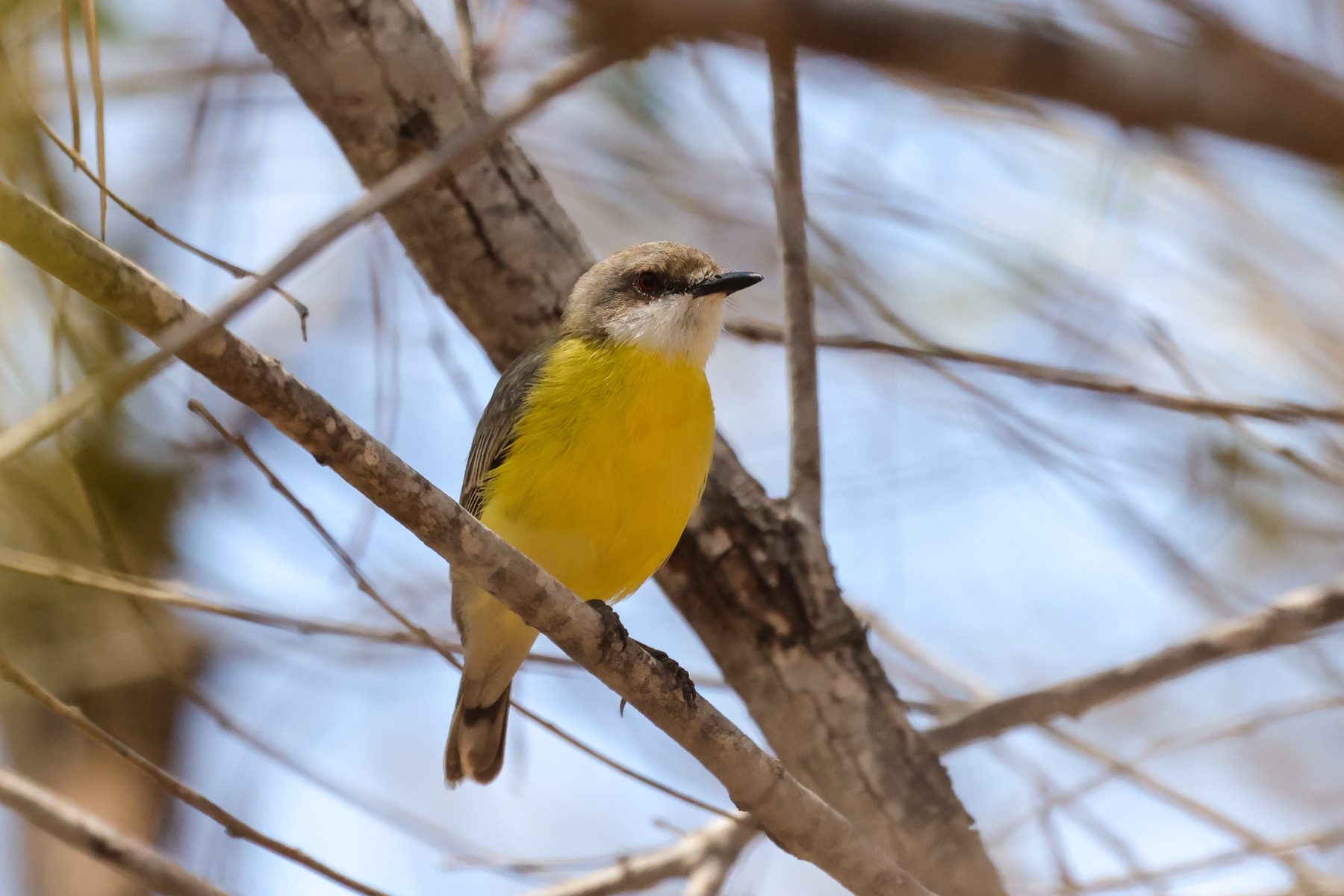 White-throated Gerygone (image by Hannu Jännes)