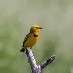 Yellow Chat (image by Hannu Jännes)