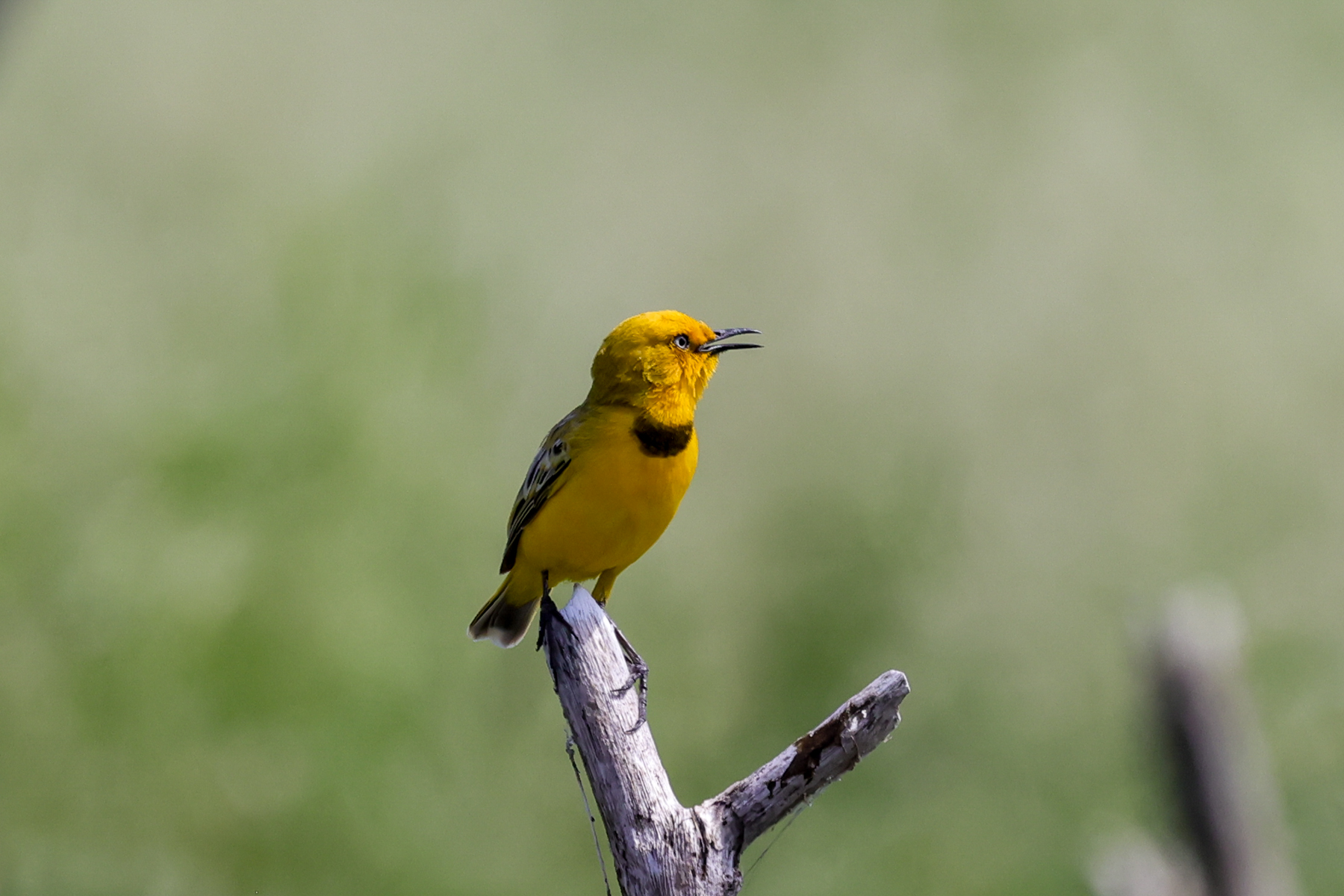 Yellow Chat (image by Hannu Jännes)
