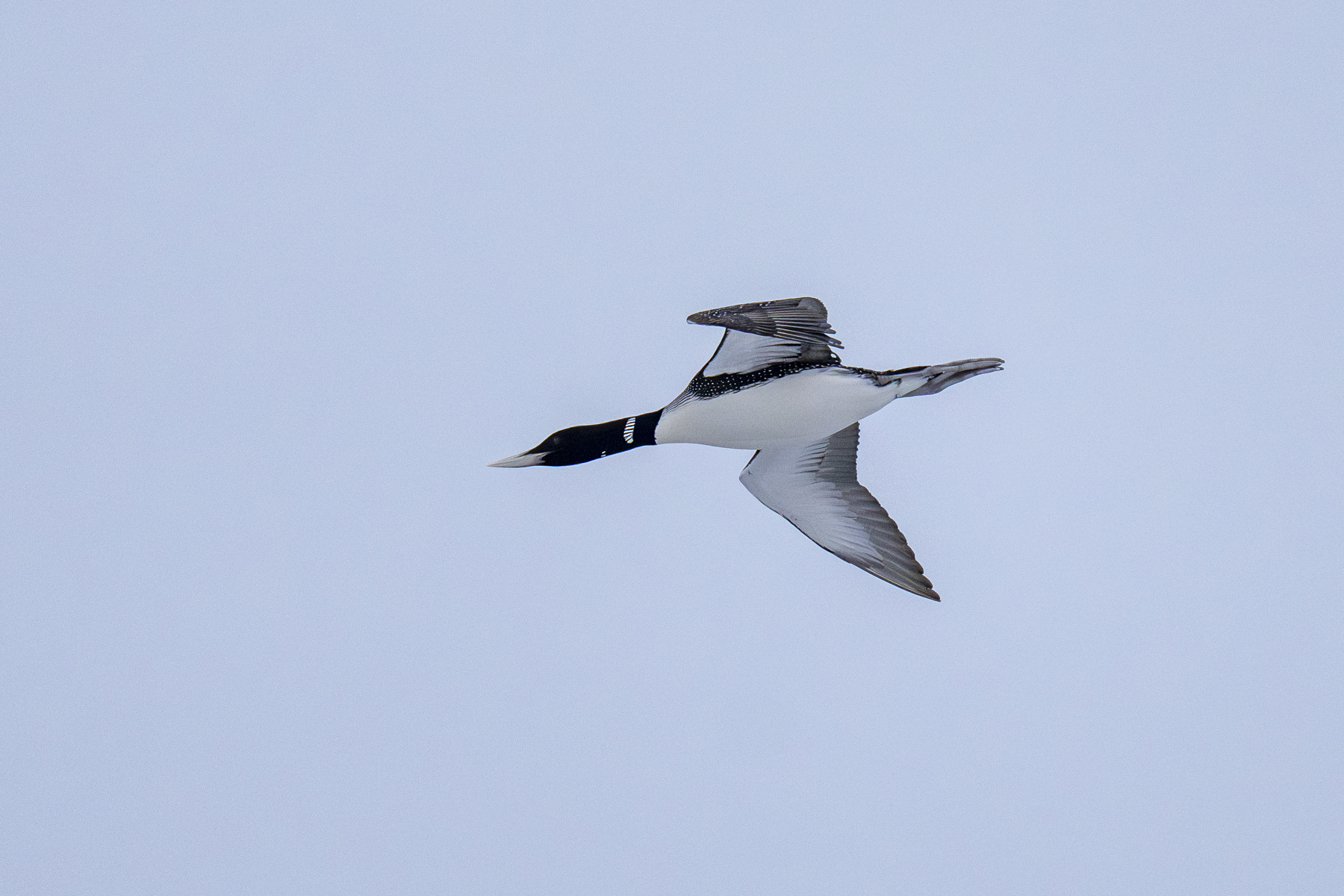 Yellow-billed Loon (image by Mark Beaman)