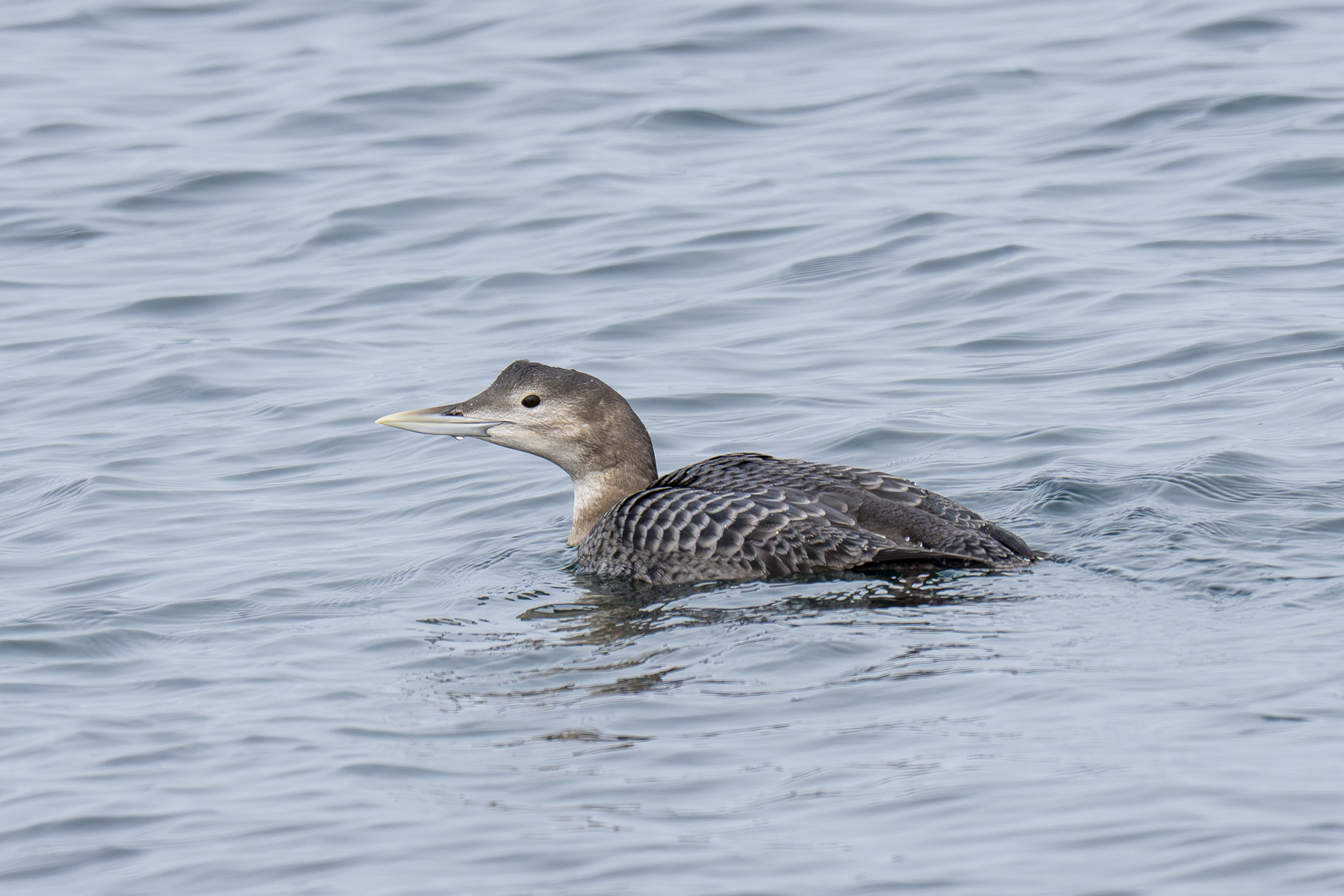 Yellow-billed Loon (image by Mark Beaman)