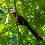 Yellow-billed Malkoha (image by Dave Farrow)