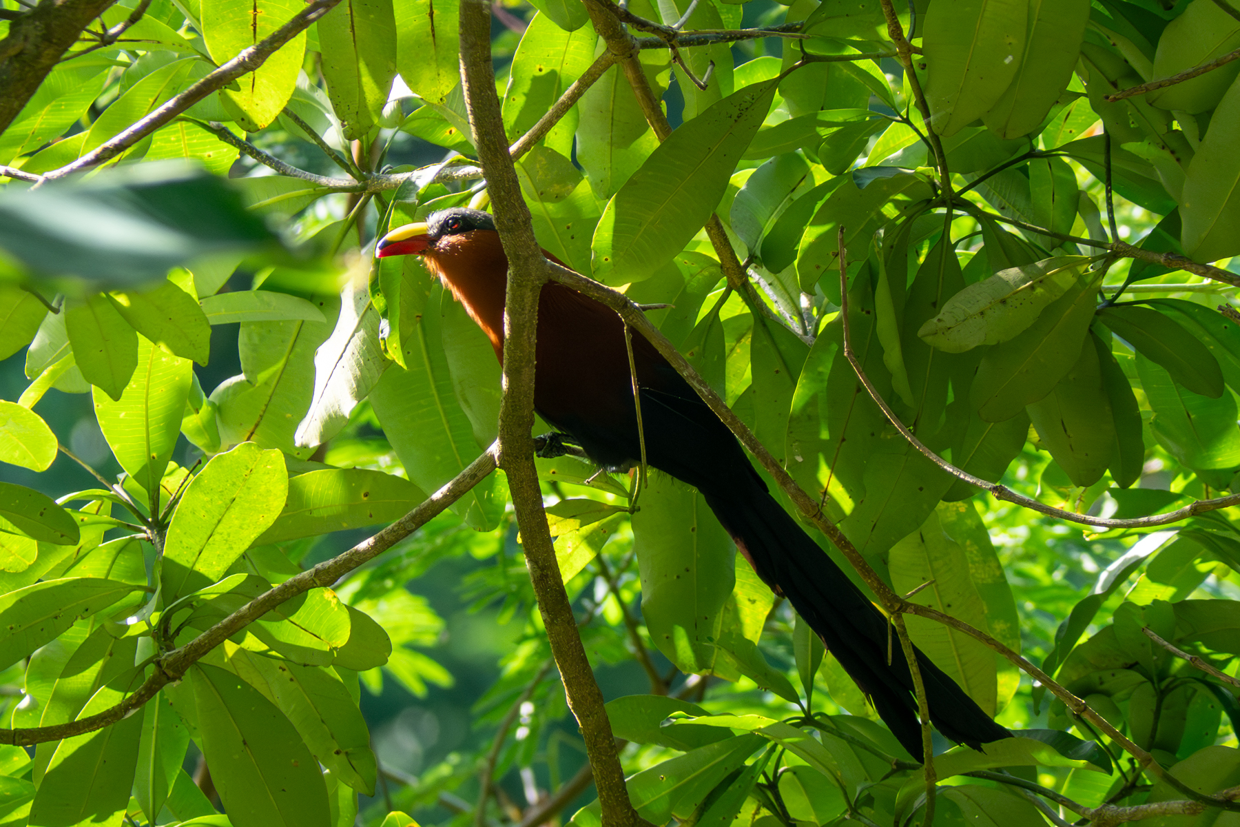 Yellow-billed Malkoha (image by Dave Farrow)