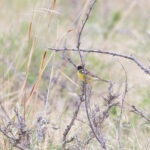Yellow-breasted Bunting (image by Diedert Koppenol)