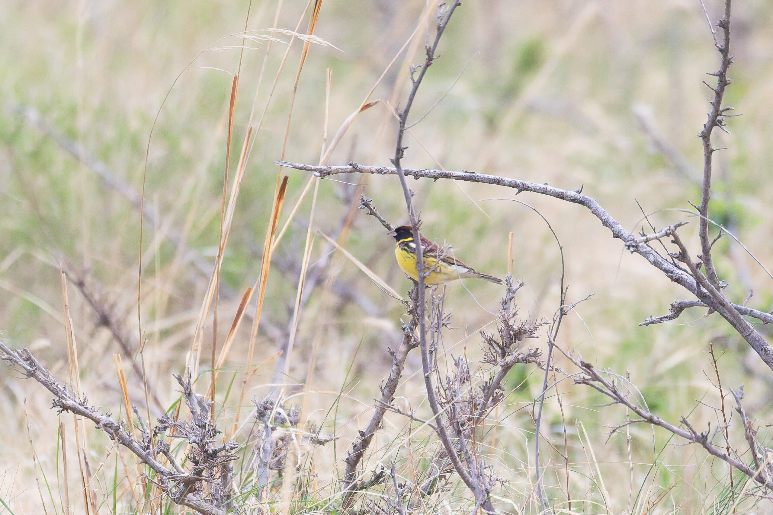 Yellow-breasted Bunting (image by Diedert Koppenol)