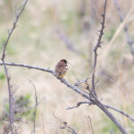 Yellow-breasted Bunting (image by Diedert Koppenol)