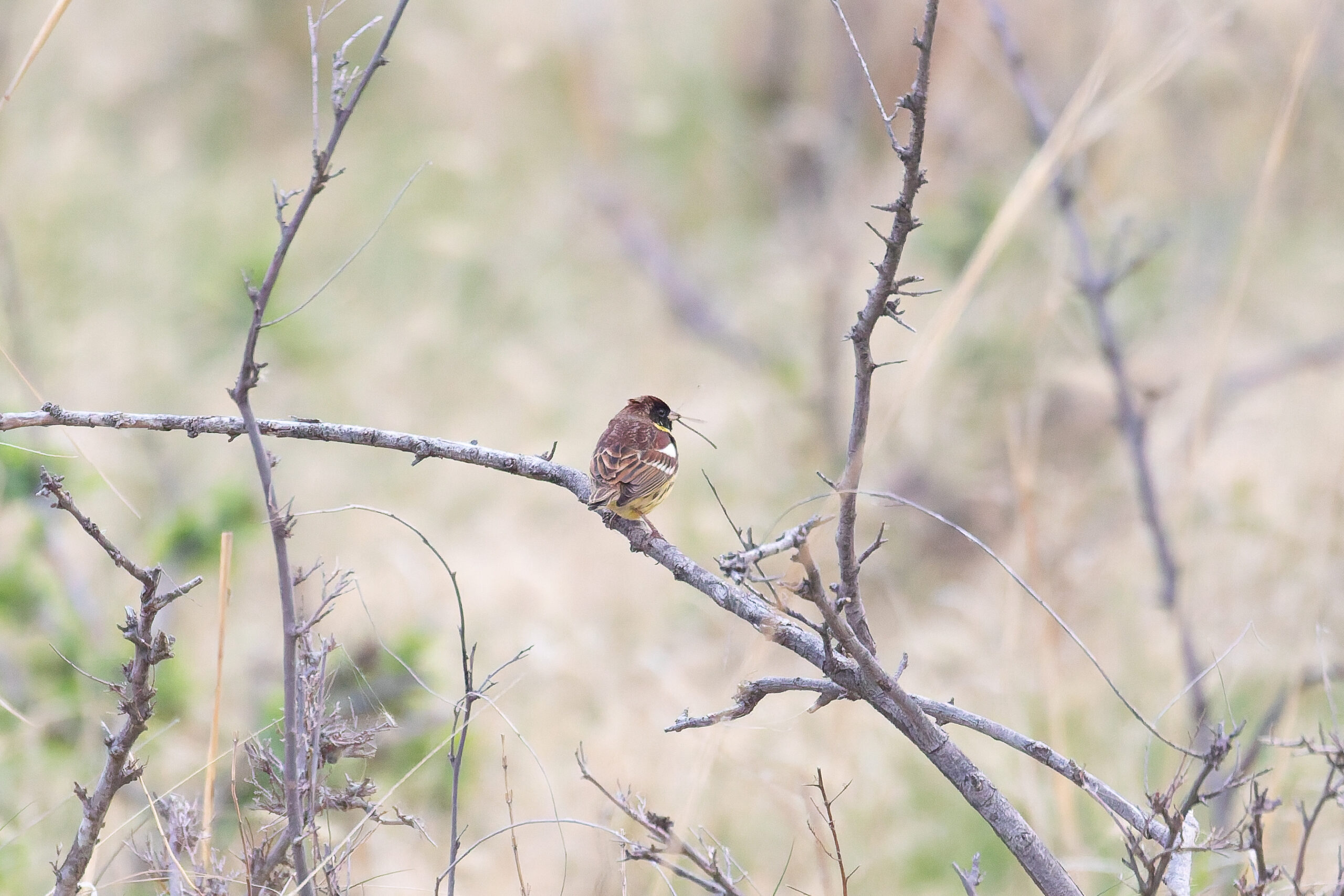 Yellow-breasted Bunting (image by Diedert Koppenol)