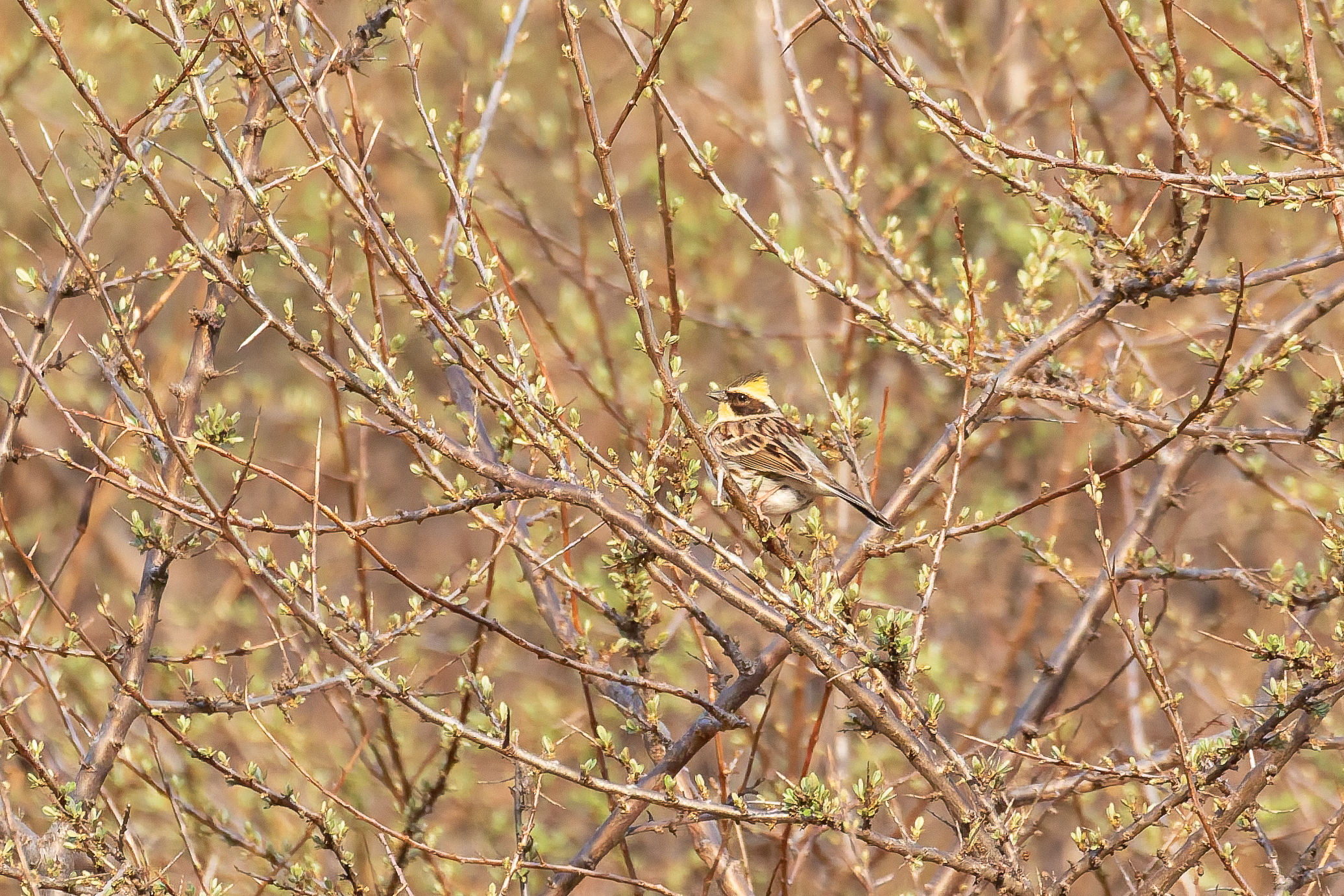 Yellow-throated Bunting (image by Diedert Koppenol)