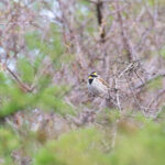 Yellow-throated Bunting (image by Diedert Koppenol)