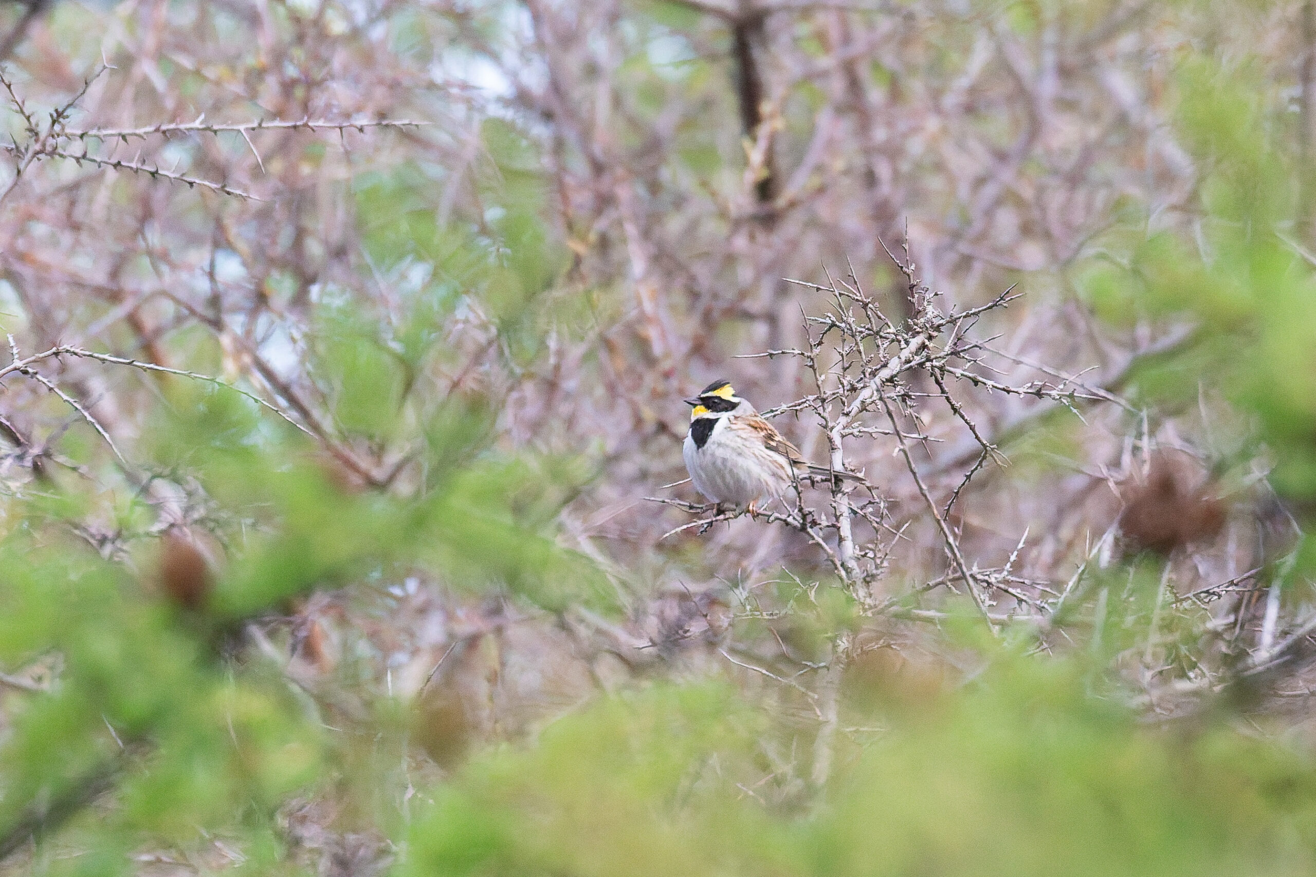 Yellow-throated Bunting (image by Diedert Koppenol)
