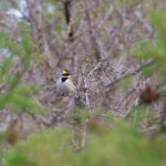 Yellow-throated Bunting (image by Diedert Koppenol)