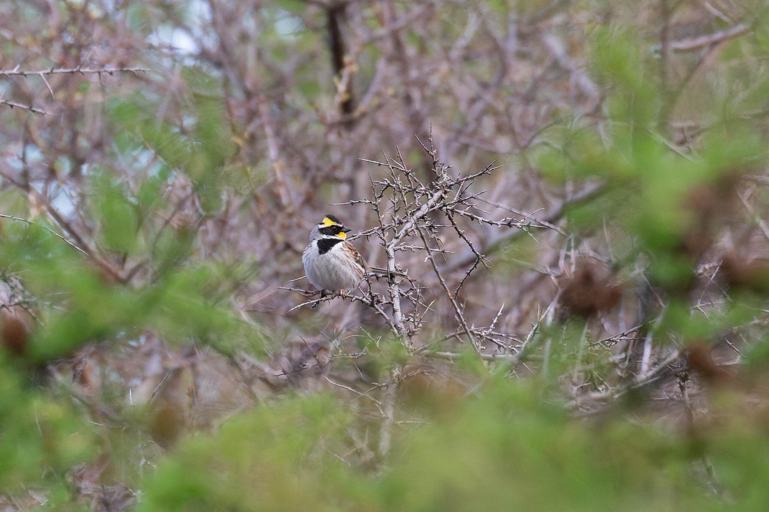 Yellow-throated Bunting (image by Diedert Koppenol)