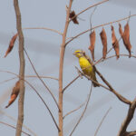 Yellow-fronted Canary (image by Diedert Koppenol)