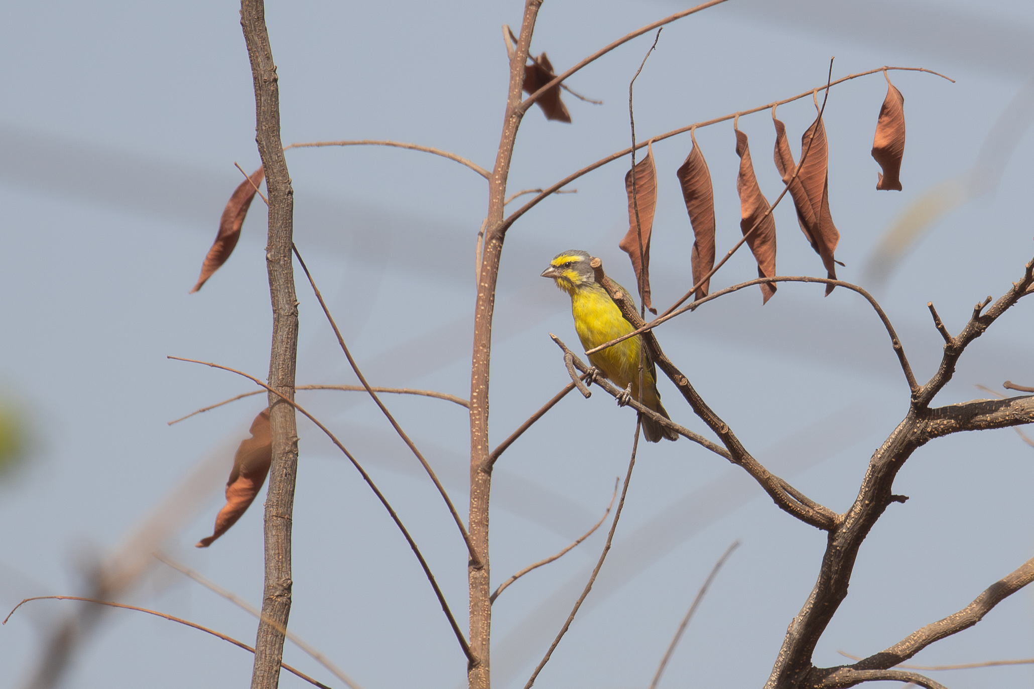Yellow-fronted Canary (image by Diedert Koppenol)