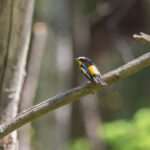 Yellow-rumped Flycatcher (image by Diedert Koppenol)