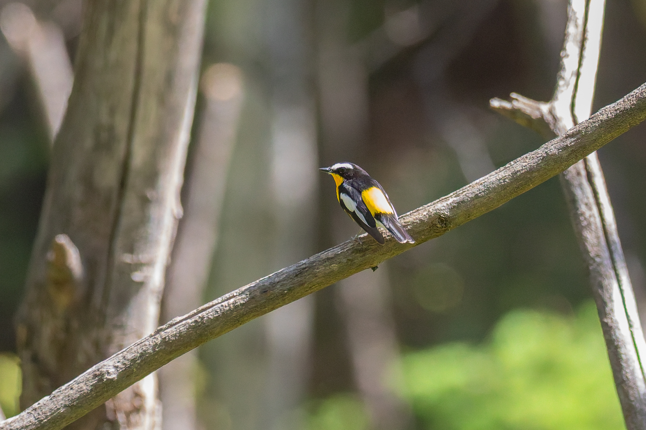Yellow-rumped Flycatcher (image by Diedert Koppenol)
