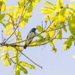 Zappey's Flycatcher (image by Diedert Koppenol)