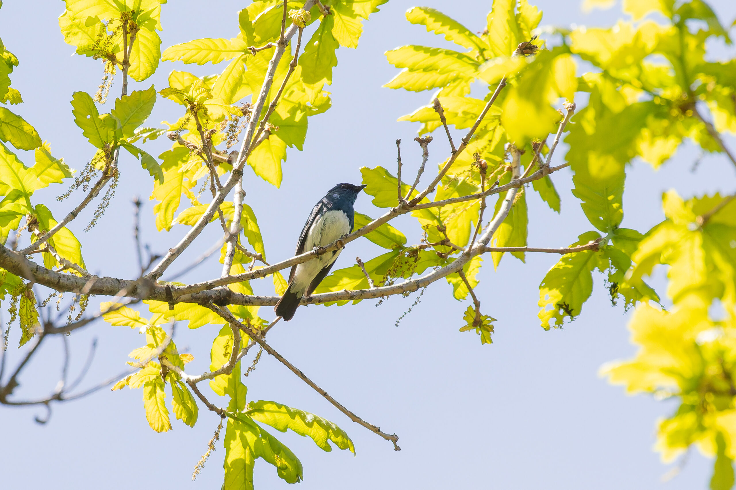Zappey's Flycatcher (image by Diedert Koppenol)