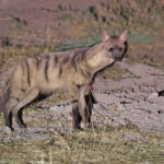 Aardwolf (image by Janos Olah)