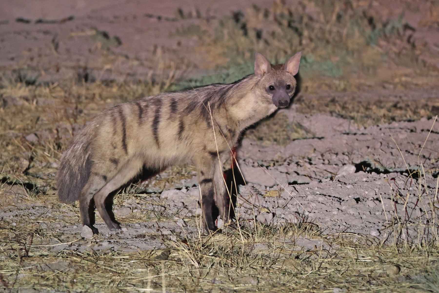 Aardwolf (image by Janos Olah)