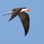 African Skimmer (image by Janos Olah)