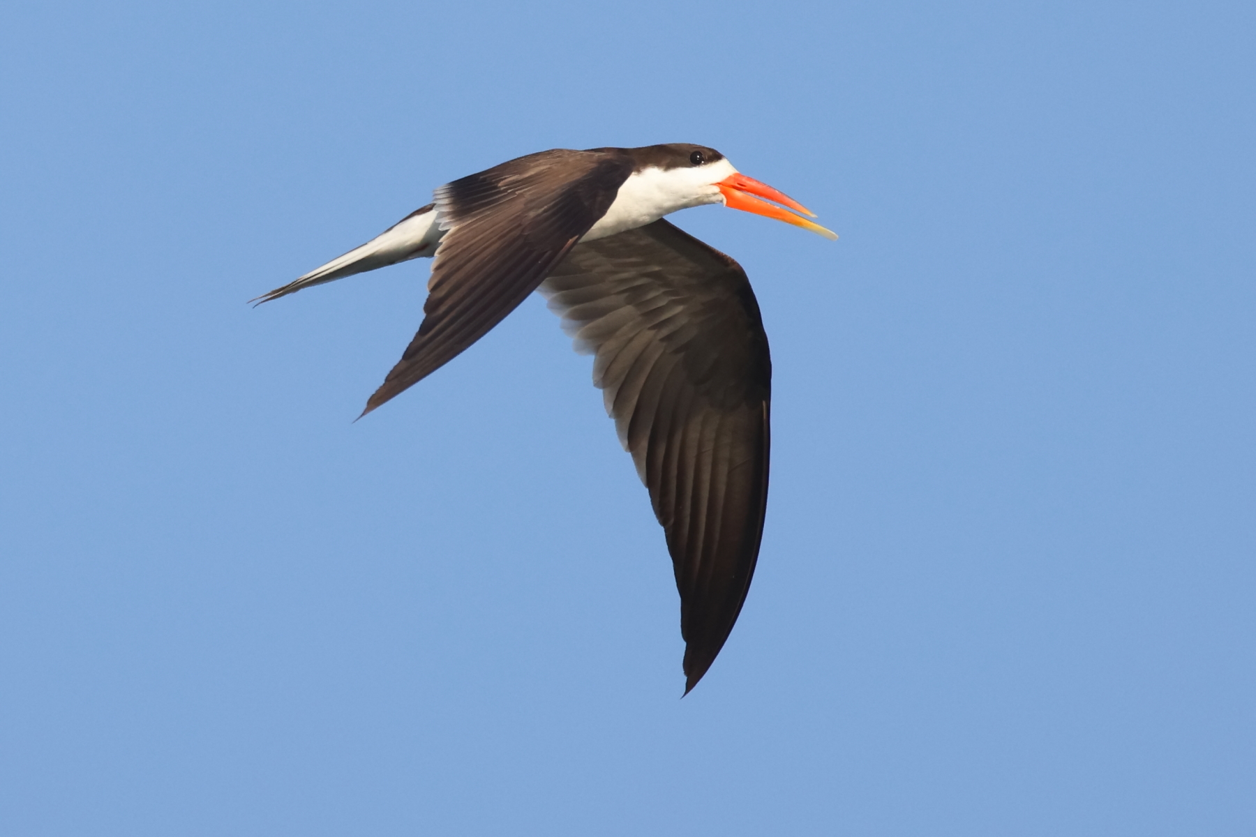African Skimmer (image by Janos Olah)