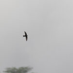 American Black Swift (image by Diedert Koppenol)