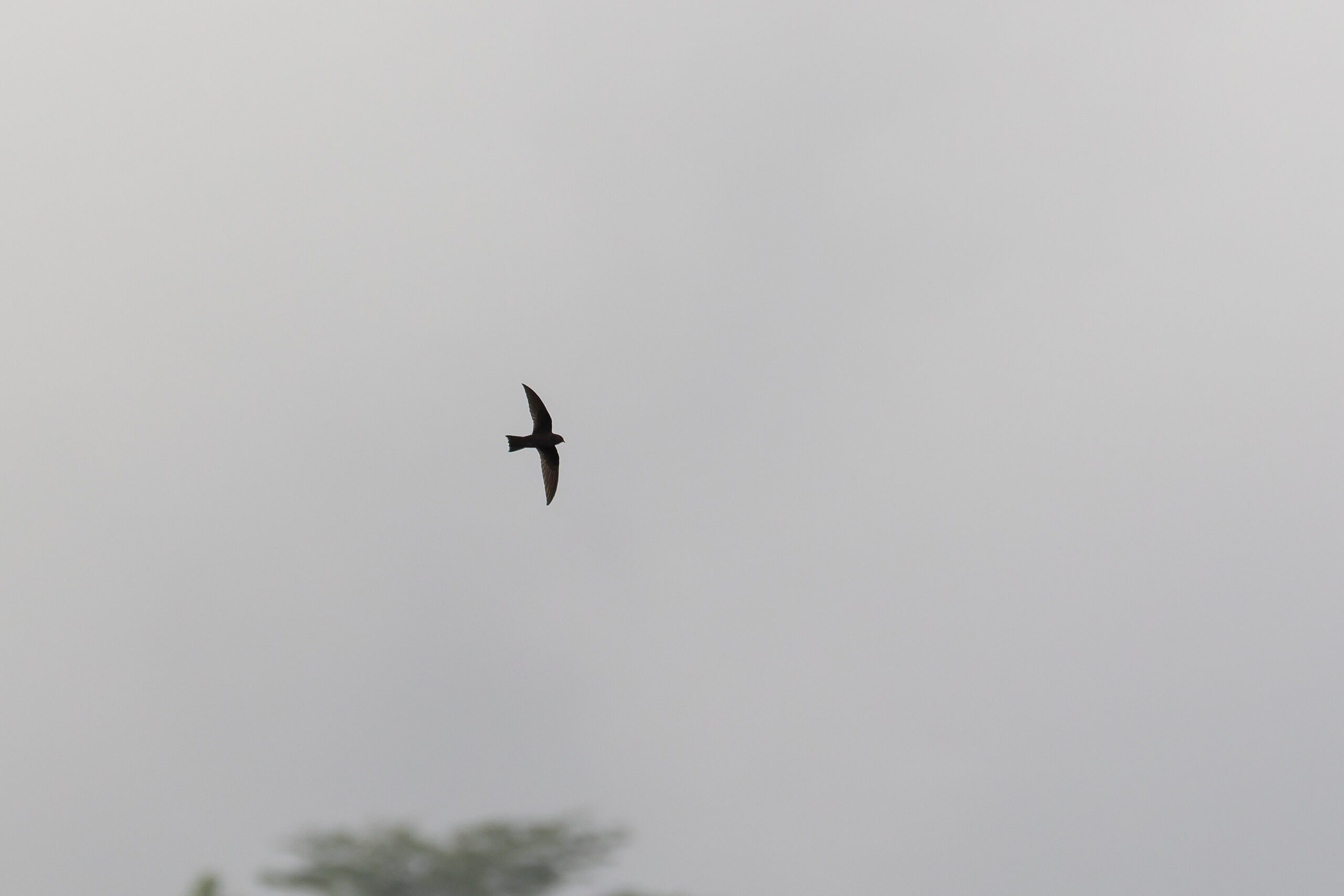 American Black Swift (image by Diedert Koppenol)