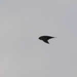 American Black Swift (image by Diedert Koppenol)
