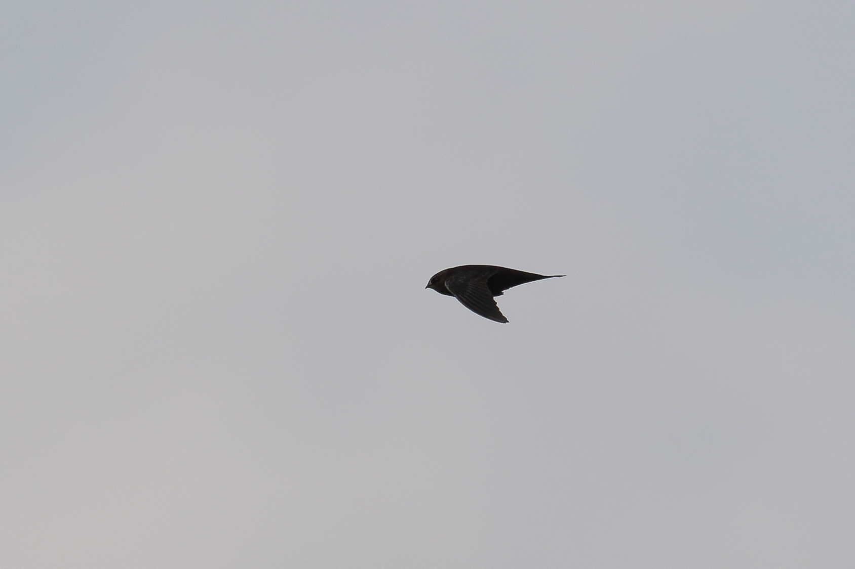 American Black Swift (image by Diedert Koppenol)