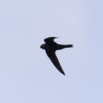 American Black Swift (image by Diedert Koppenol)