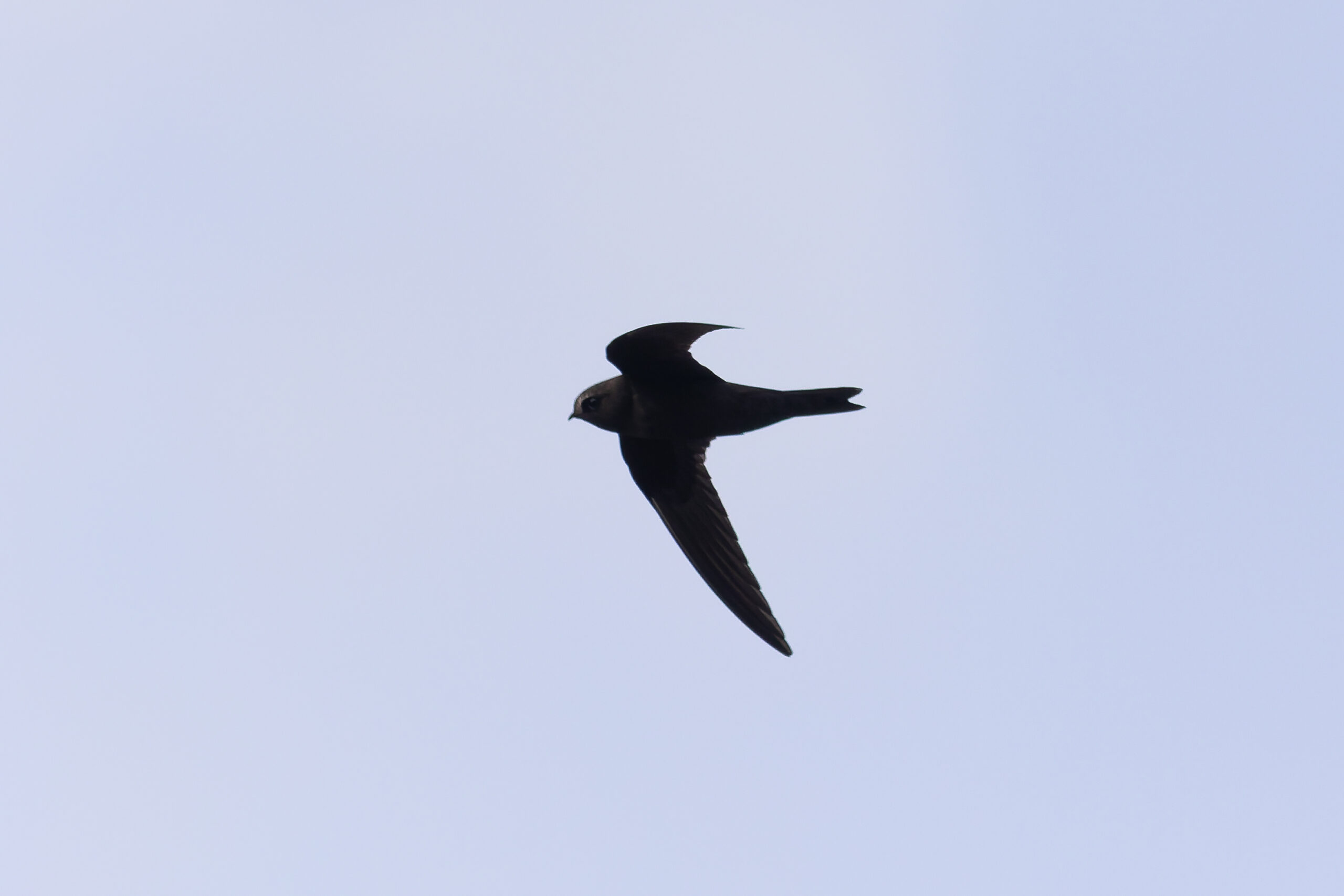 American Black Swift (image by Diedert Koppenol)