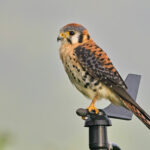 American Kestrel (image by Tony Mills)