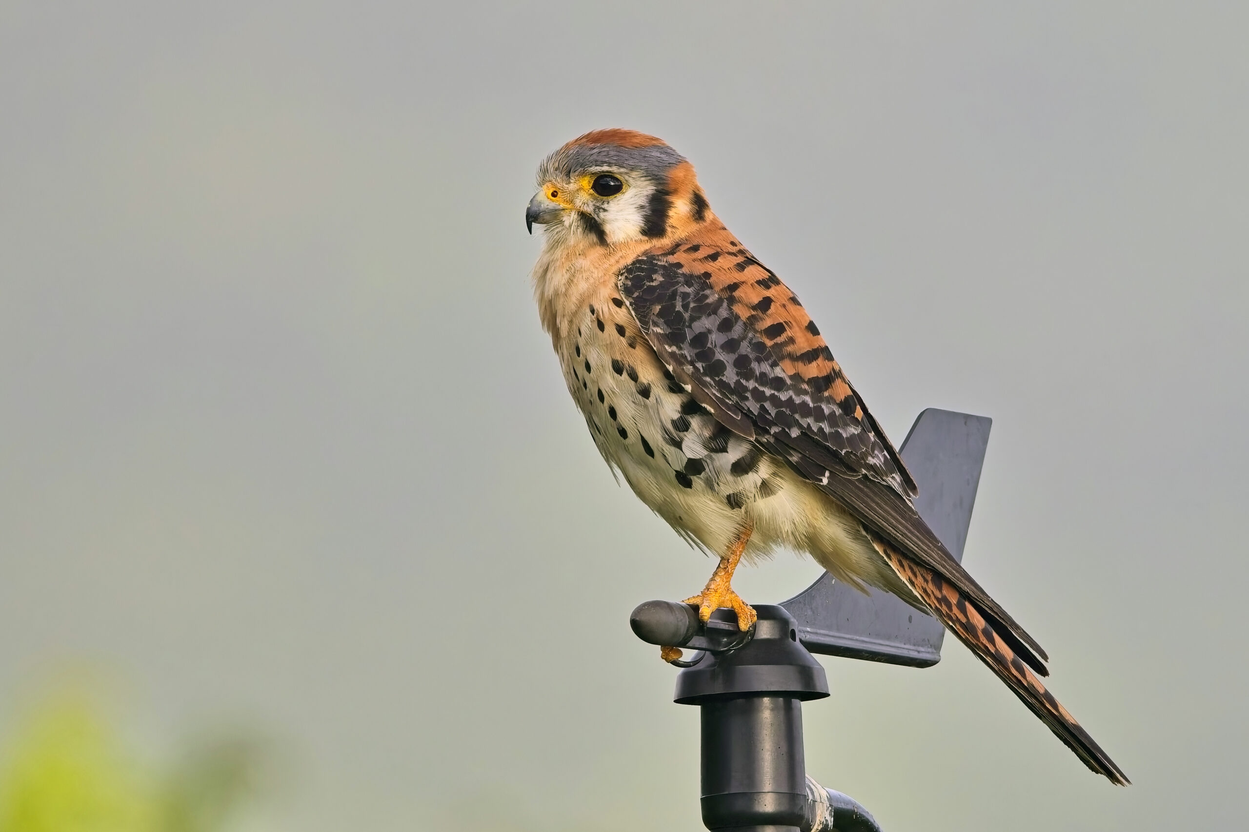 American Kestrel (image by Tony Mills)
