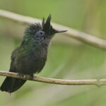 Antillean Crested Hummingbird (image by Tony Mills)