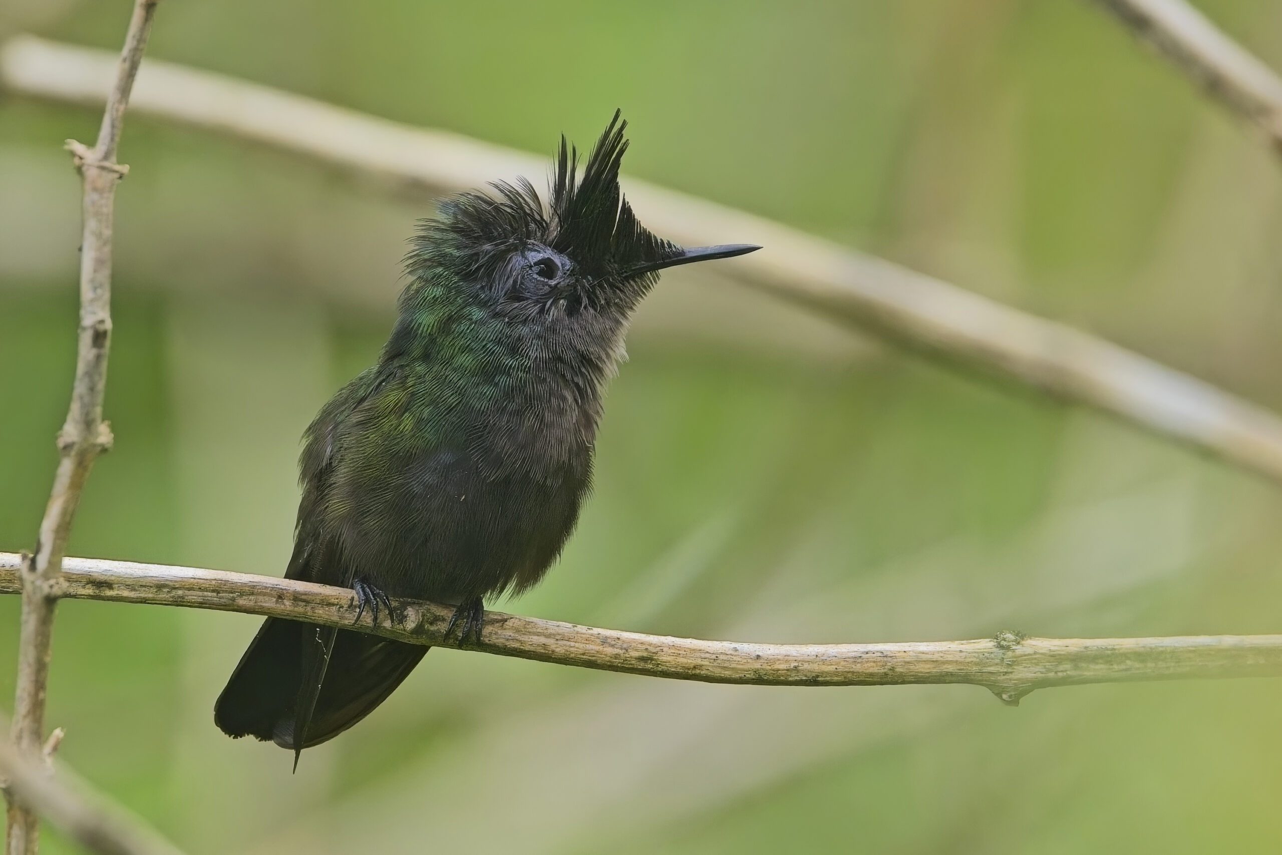 Antillean Crested Hummingbird (image by Tony Mills)
