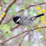 Ashy Tit (image by Janos Olah)