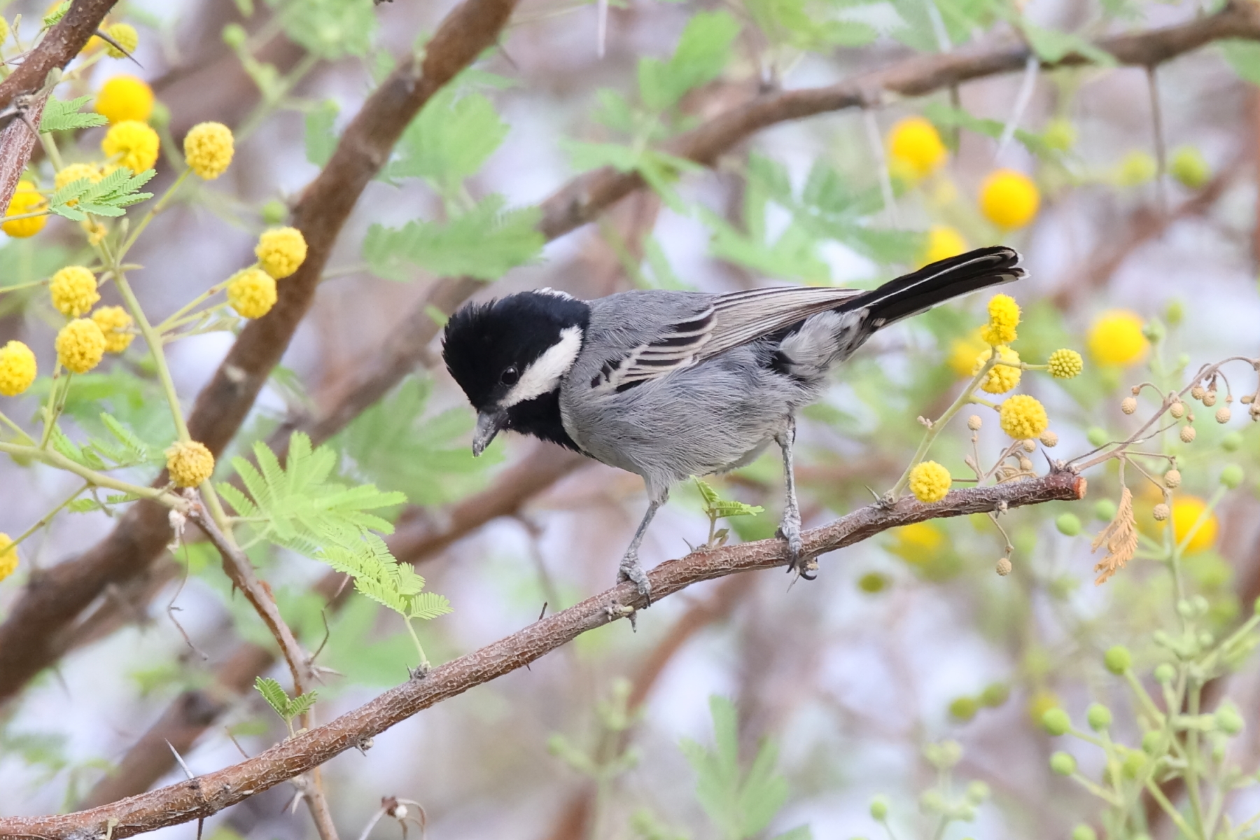 Ashy Tit (image by Janos Olah)